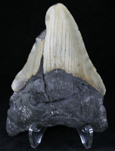 Bargain Megalodon Tooth - North Carolina #21704
